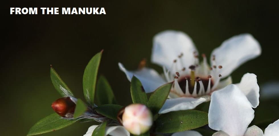 The Manuka Bush Tree