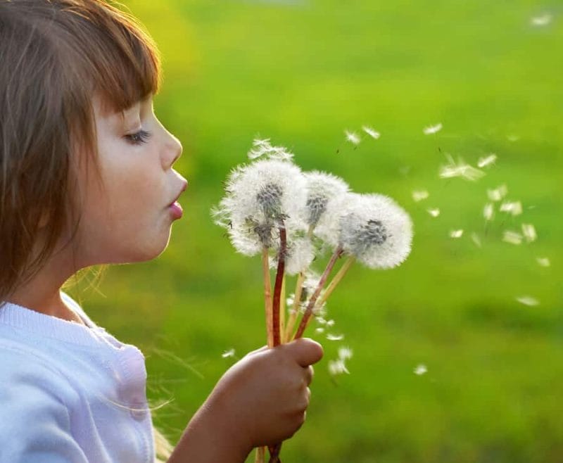 A Young Girl Blowing Pollen Off Flowers 