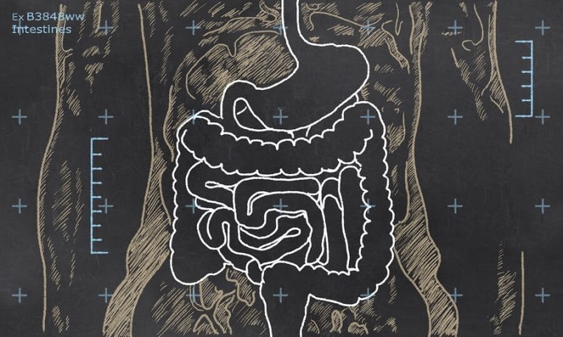 The Human Anatomy of the Gut 