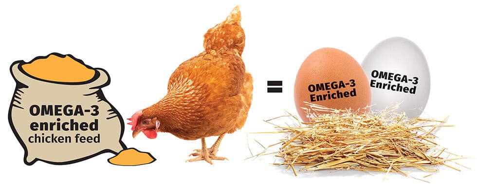 Chicken Eating Omega-3 Chia Feed to Give Omega-3 Enriched Eggs