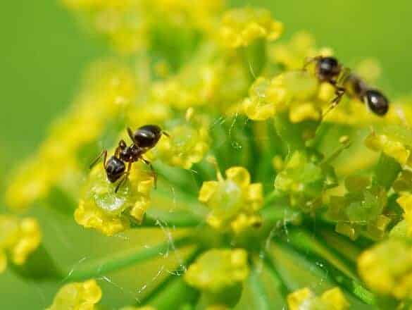 Ants in the Wild Are Attracted to Nectar and Honey 