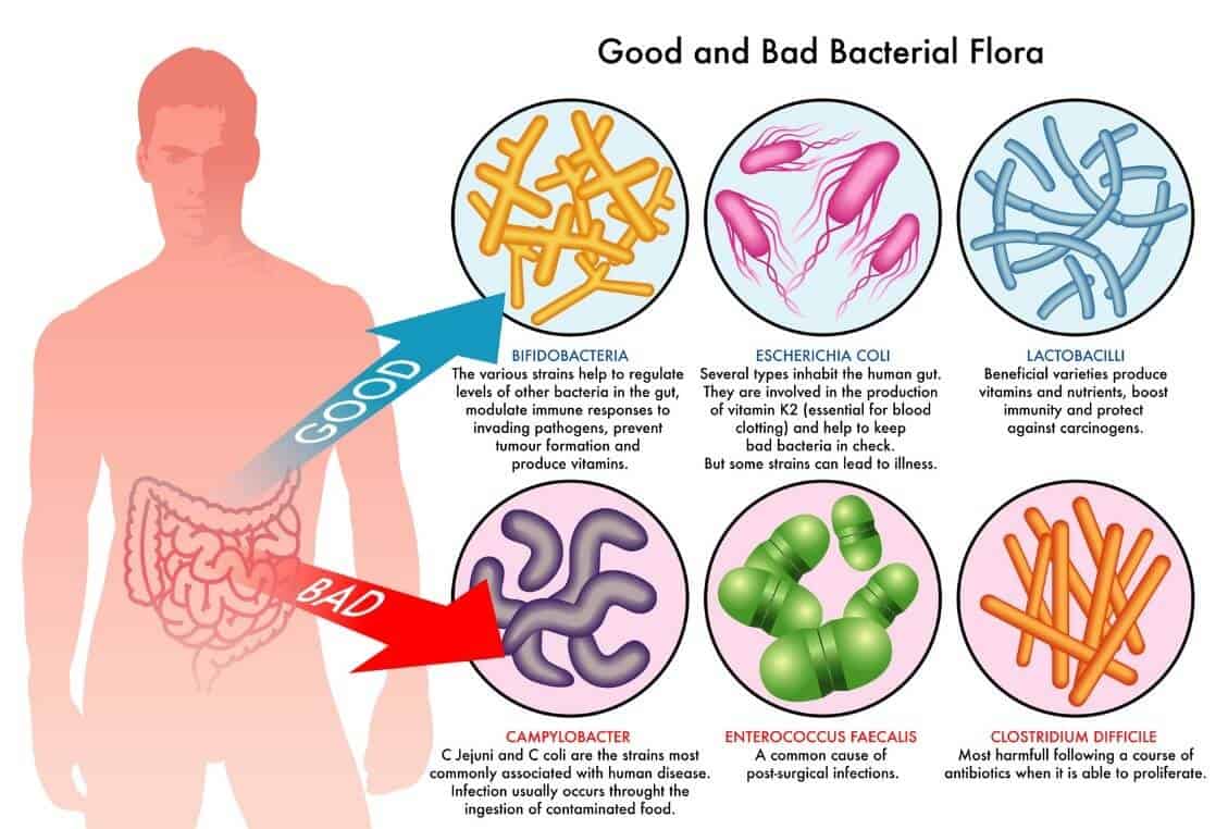 The different types of good and bad bacteria in your digestive system