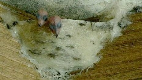 Baby swiftlets in a nest 
