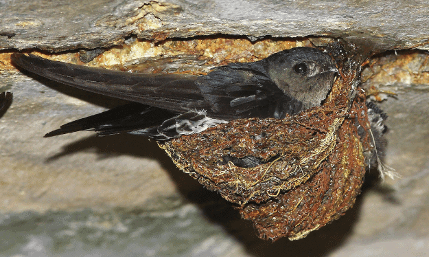 Swiftlet in a cave creating a nest