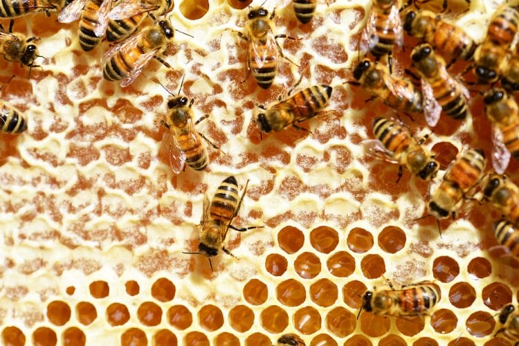 Honeybees in a honeycomb