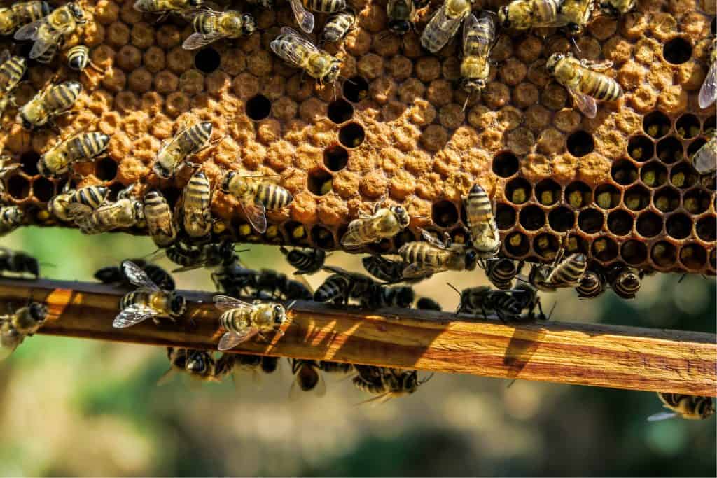 Honeybees swarming a honeycomb colony