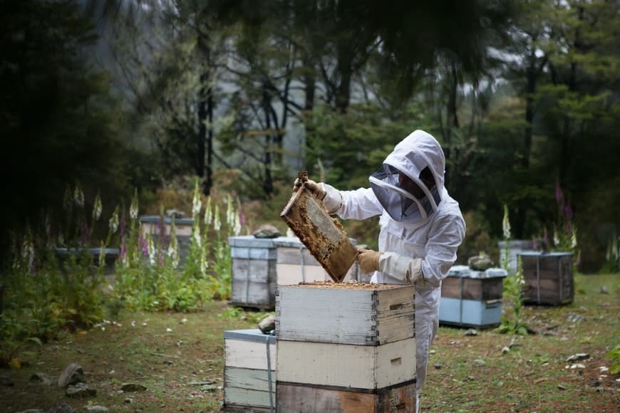 beekeeper managing the beehive in new zealand