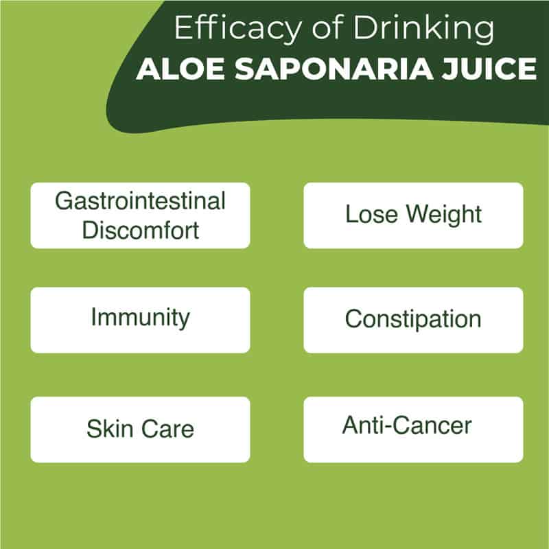 KDYALOE Organic Aloe Saponaria Juice Drinkable Konjac Jelly Benefits