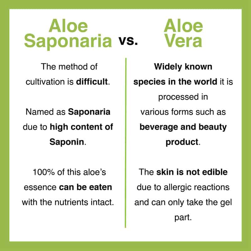 KDYALOE Organic What is Aloe Saponaria? Vs Aloe Vera?