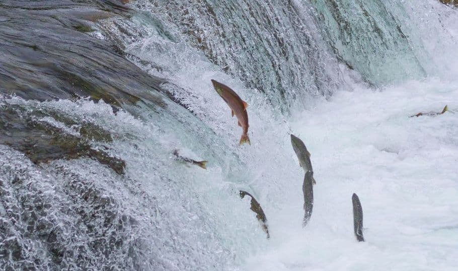 Salmon fish oil- fish swimming up waterfall
